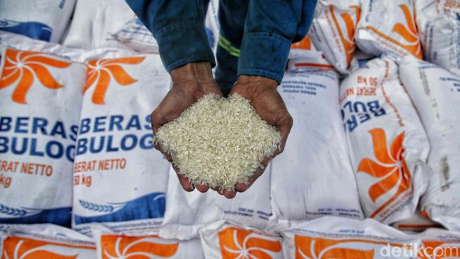 Bulog Harus Tanggungjawab, Terdapat 300 Ribu Ton Beras Impor Berkutu